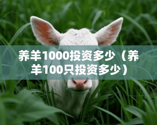 养羊1000投资多少（养羊100只投资多少）