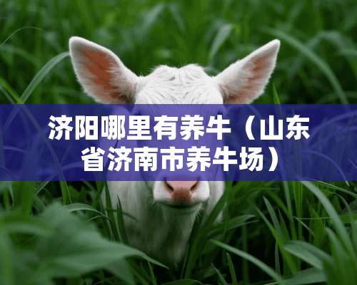 济阳哪里有养牛（山东省济南市养牛场）