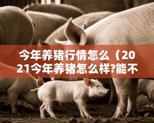 今年养猪行情怎么（2021今年养猪怎么样?能不能赚钱?）