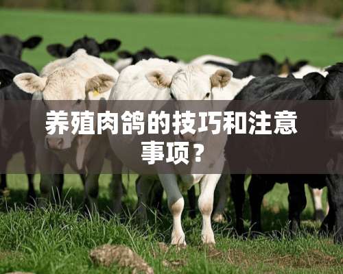 养殖肉鸽的技巧和注意事项？