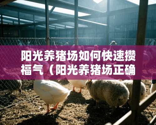 阳光养猪场如何快速攒福气（阳光养猪场正确玩法）