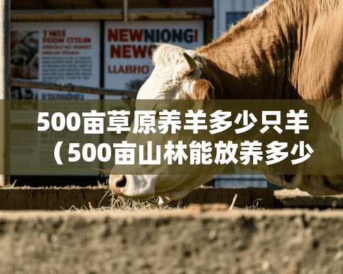 500亩草原养羊多少只羊（500亩山林能放养多少只山羊）