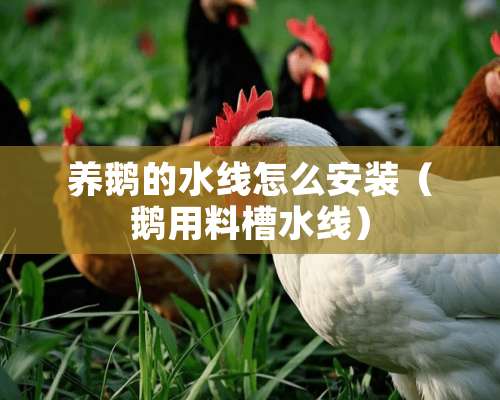 养鹅的水线怎么安装（鹅用料槽水线）