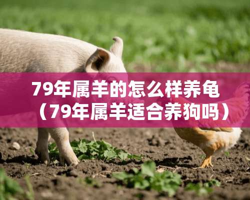 79年属羊的怎么样养龟（79年属羊适合养狗吗）