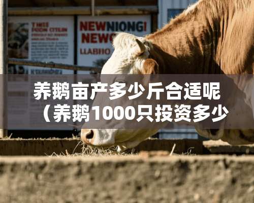 养鹅亩产多少斤合适呢（养鹅1000只投资多少钱?一亩大棚能养多少只鹅?）