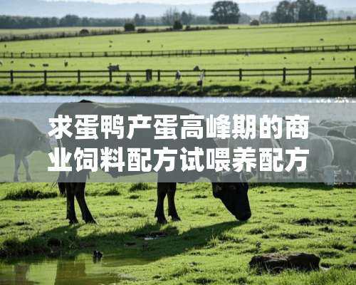 求蛋鸭产蛋高峰期的商业饲料配方试喂养配方是：玉米粉48%，豆粕10%，小麦粉15%，进口鱼粉3%，处理后豆渣20%（在20-30%间调整），磷酸氢钙1.6%，石粉1%，食盐0.3%，添加剂预混料1%，其中粗蛋白质为18 %左右，代谢能11.34兆焦公斤，钙3%，有效磷0.4%，赖氨酸0.9%，蛋氨酸0.4%，另外再每400公斤这个配方的饲料，加一包粗饲料降解剂。喂养前加水湿润，加水量为调节含水量到70%左右，自己可以把握并取得经验，含水量以手抓一把饲料，手指缝中有水滴连续出为度，密封放置一小时（