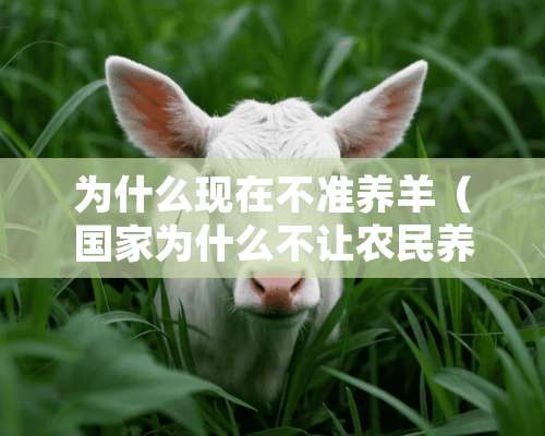 为什么现在不准养羊（国家为什么不让农民养**）