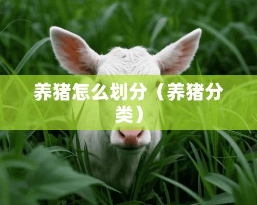 养猪怎么划分（养猪分类）