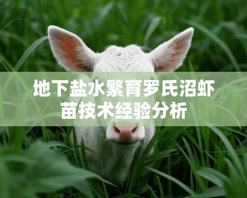 地下盐水繁育罗氏沼虾苗技术经验分析