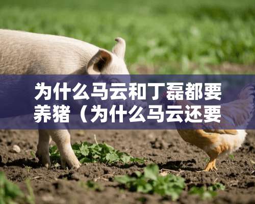 为什么马云和丁磊都要养猪（为什么马云还要赚钱）