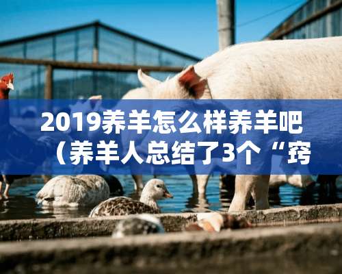 2019养羊怎么样养羊吧（养羊人总结了3个“窍门”）