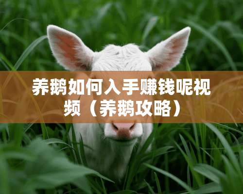 养鹅如何入手赚钱呢视频（养鹅攻略）