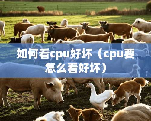 如何看cpu好坏（cpu要怎么看好坏）