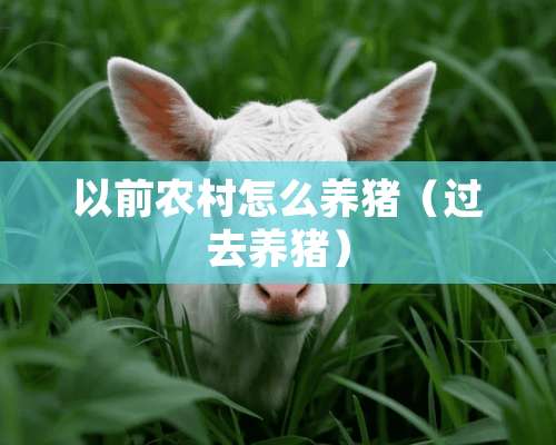 以前农村怎么养猪（过去养猪）