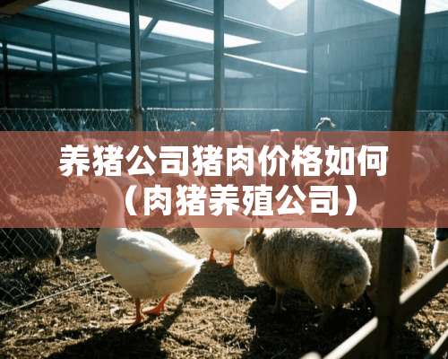 养猪公司猪肉价格如何（肉猪养殖公司）