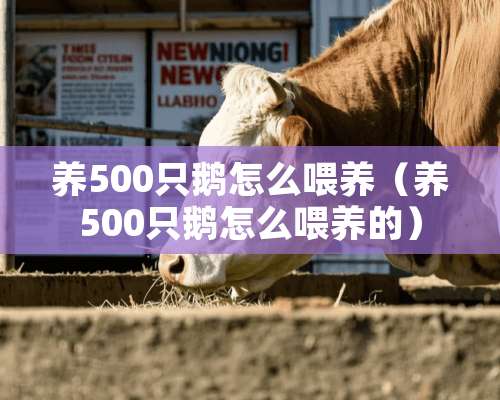 养500只鹅怎么喂养（养500只鹅怎么喂养的）