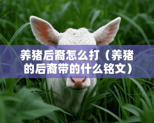 养猪后裔怎么打（养猪的后裔带的什么铭文）