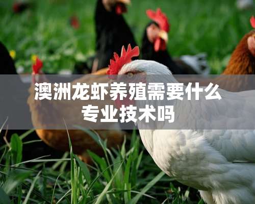 澳洲龙虾养殖需要什么专业技术吗