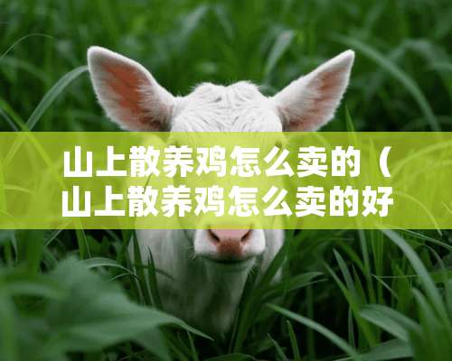 山上散养鸡怎么卖的（山上散养鸡怎么卖的好）