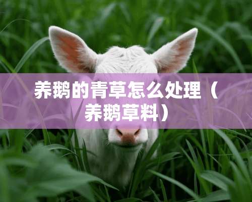 养鹅的青草怎么处理（养鹅草料）