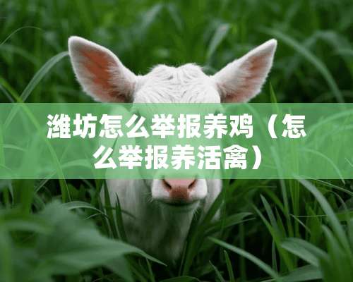 潍坊怎么举报养鸡（怎么举报养活禽）