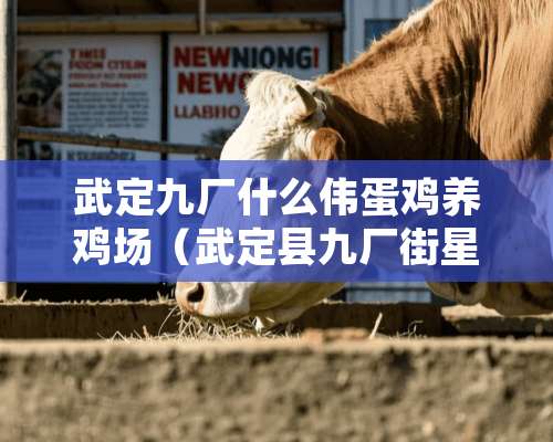 武定九厂什么伟蛋鸡养鸡场（武定县九厂街星期几赶集）