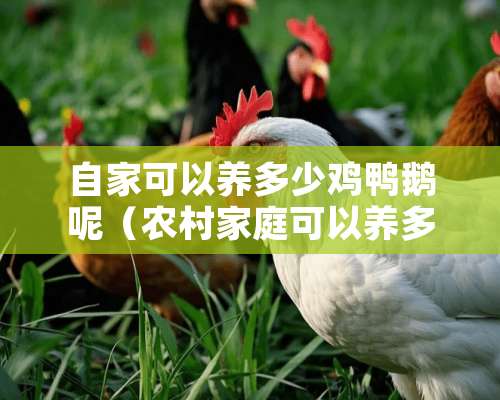 自家可以养多少鸡鸭鹅呢（农村家庭可以养多少只鸡）