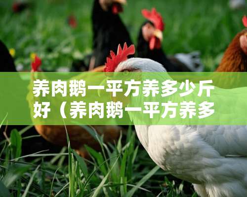 养肉鹅一平方养多少斤好（养肉鹅一平方养多少斤好呢）