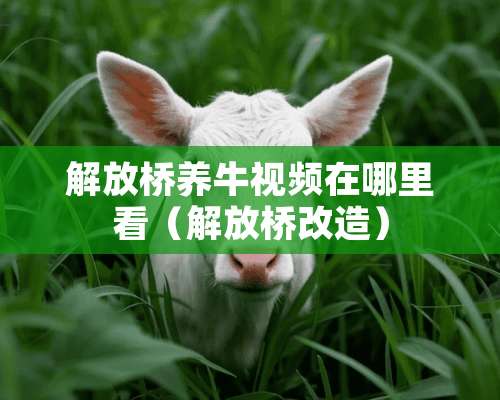 解放桥养牛视频在哪里看（解放桥改造）