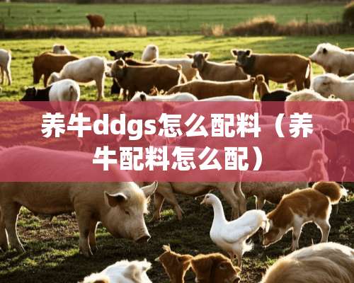 养牛ddgs怎么配料（养牛配料怎么配）