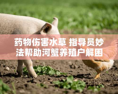 药物伤害水草 指导员妙法帮助河蟹养殖户解困难