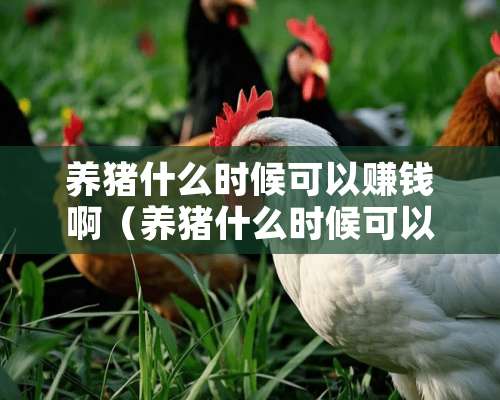 养猪什么时候可以赚钱啊（养猪什么时候可以赚钱啊视频）