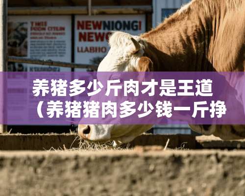 养猪多少斤肉才是王道（养猪猪肉多少钱一斤挣钱）