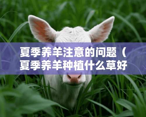 夏季养羊注意的问题（夏季养羊种植什么草好）