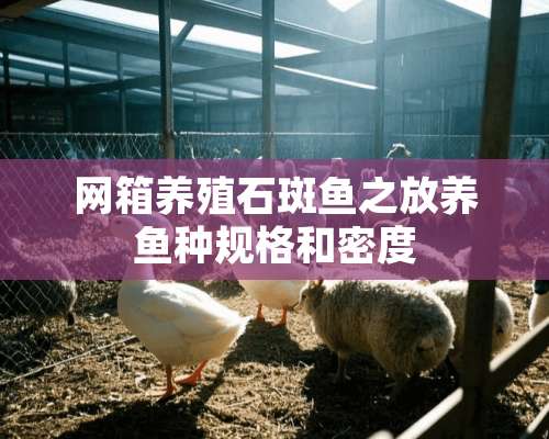 网箱养殖石斑鱼之放养鱼种规格和密度