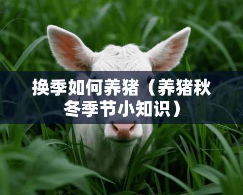 换季如何养猪（养猪秋冬季节小知识）