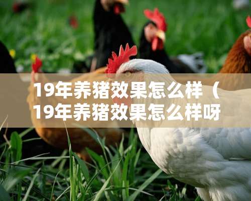 19年养猪效果怎么样（19年养猪效果怎么样呀）