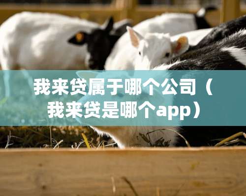 我来贷属于哪个公司（我来贷是哪个app）