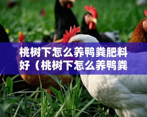 桃树下怎么养鸭粪肥料好（桃树下怎么养鸭粪肥料好用）