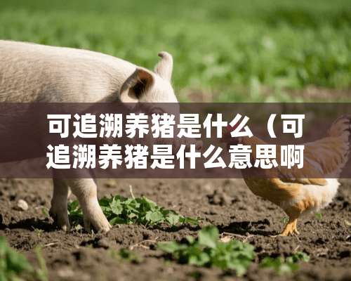 可追溯养猪是什么（可追溯养猪是什么意思啊）