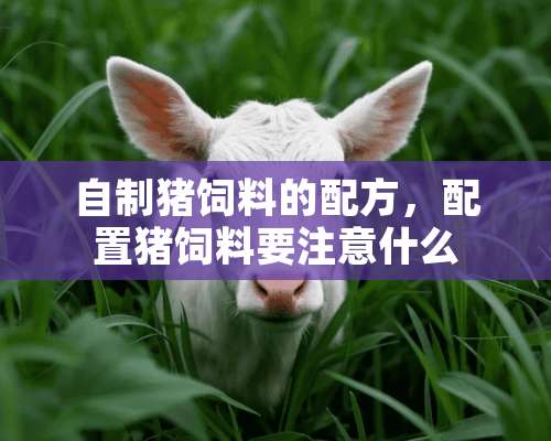 自制猪饲料的配方，配置猪饲料要注意什么