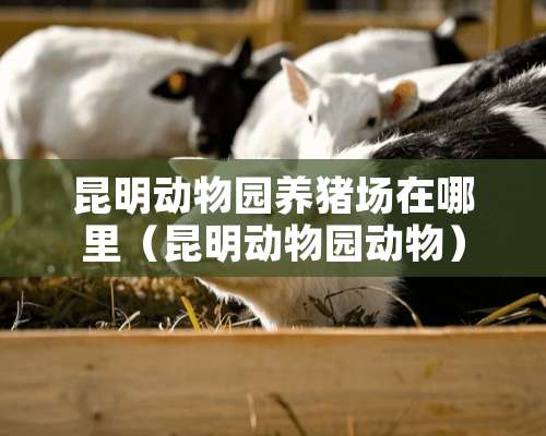 昆明动物园养猪场在哪里（昆明动物园动物）