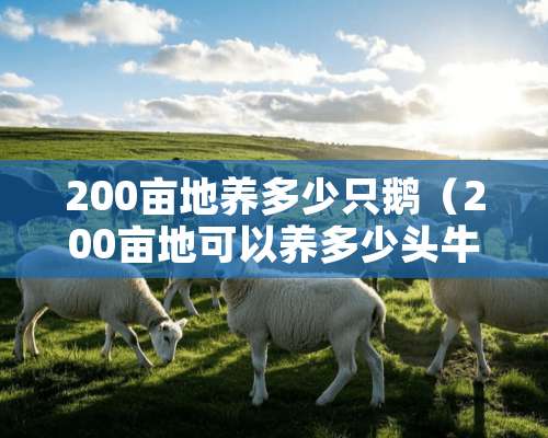 200亩地养多少只鹅（200亩地可以养多少头牛）