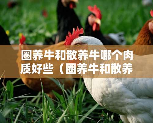 圈养牛和散养牛哪个肉质好些（圈养牛和散养牛哪个肉质好些一点）