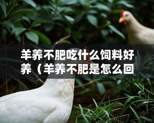 羊养不肥吃什么饲料好养（羊养不肥是怎么回事）