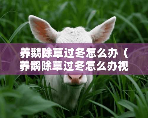 养鹅除草过冬怎么办（养鹅除草过冬怎么办视频）