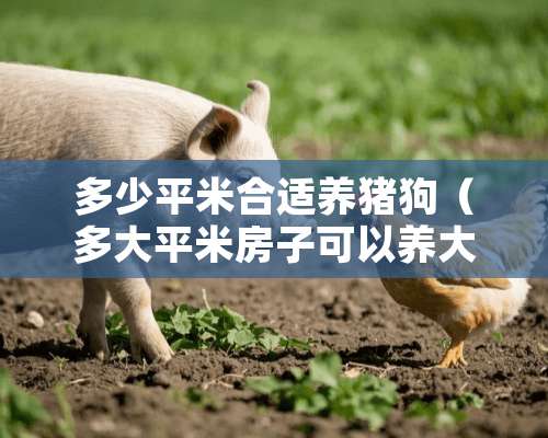 多少平米合适养猪狗（多大平米房子可以养大型犬）