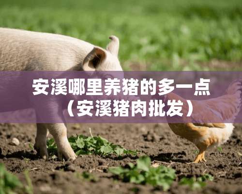 安溪哪里养猪的多一点（安溪猪肉批发）