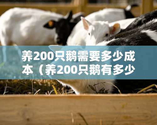 养200只鹅需要多少成本（养200只鹅有多少利润）