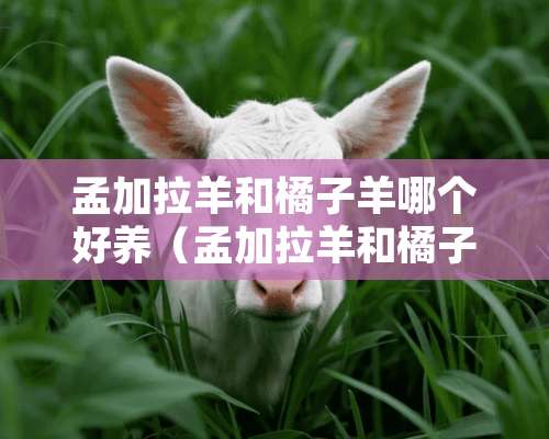 孟加拉羊和橘子羊哪个好养（孟加拉羊和橘子羊哪个好养活）